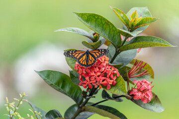 Monarch Butterfly on Pink West Indian Jasmine Plant