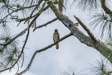 Banded kestrel Sitting on a Tree Branch
