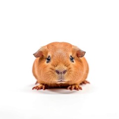 Baby Guinea Pig isolated on white (generative AI)