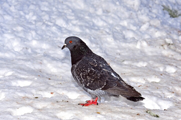 Dove standing in the snow
