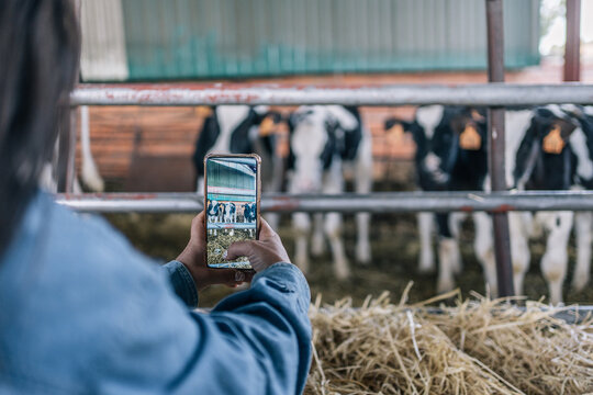 Hands of an unrecognizable young woman farmer taking vertical photos of cows with her mobile phone. Focus on the screen.