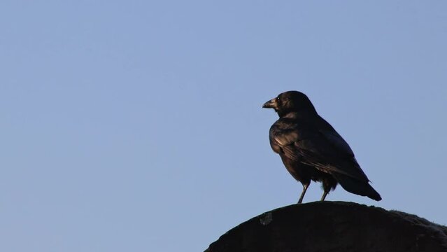 Black raven or black crow sitting infront of blue background looking attentive for prey and small animals to hunt as omnivorous animal taking off with black wings as black bird observing in wilderness