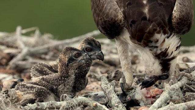Osprey feeing her chicks in a nest in Florida on a rainy day