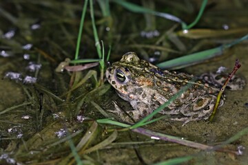 Kreuzkröte (Epidalea calamita) im Tümpel