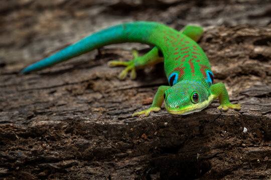 Peacock Day Gecko Size peacock-day-gecko-size