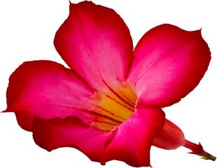 A blooming red Japanese frangipani flower (adenium obesum)