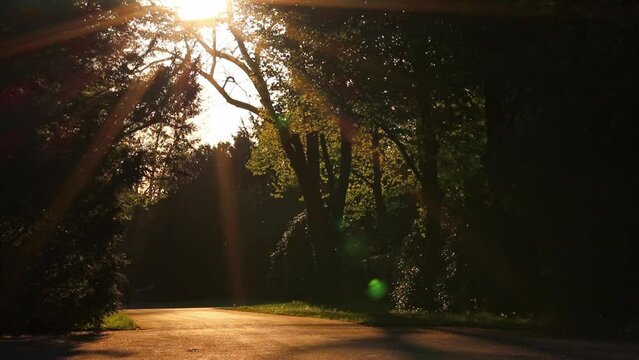 Golden hour sunset through trees in public park with pathway in shiny golden sunlight and sunbeams warm idyllic scenery show sunshine and light rays in tranquil atmosphere or quiet place of wanderers