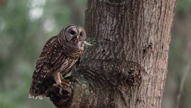 Barred owl eating a bird in Florida 