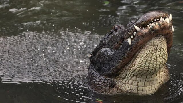 Alligator bellowing in slow motion