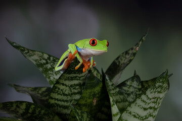 Red-eyed Tree Frog (Agalychnis callidryas).