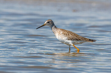 Lesser Yellowlegs