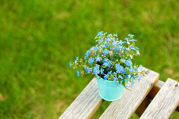 Forget-me-not flowers in a bucket on a green grass lawn