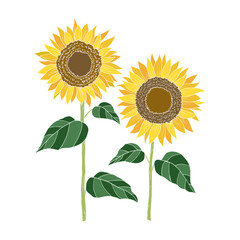 2 Sunflower painting. Hand-drawn vector illustration. White background.