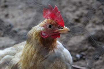 close up view of chicken head behind coop net