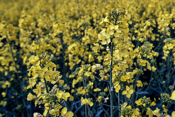 Oilseed Rape Plants at Duffus, Moray