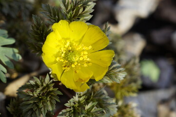 yellow flower 