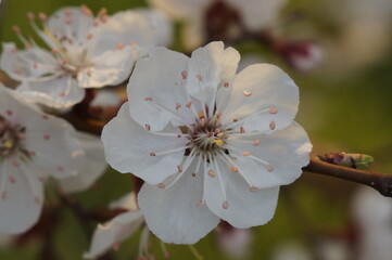 tree blossom