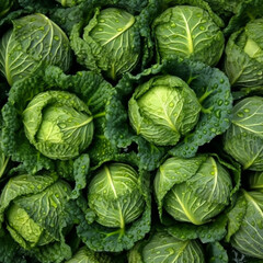Fototapeta premium - green, fresh cabbage head, generative ai