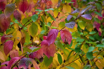 Kaleidoscope Colours of Autumn