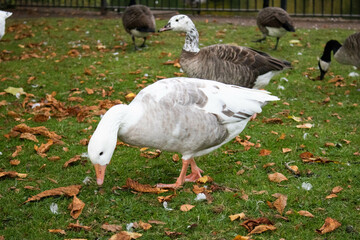 Flock of Geese at graze