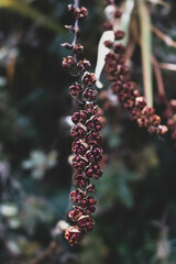 Flower Pods in Autumn