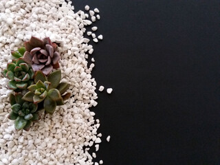 Succulent themed banner on perlite bed with black background and copy space – top view, flat lay