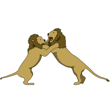 illustration of a lions fighting