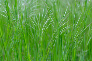 Bromus tectorum. Close-up of spikelet plants with green spikes. Downy brome, drooping brome.