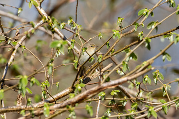 Common Chiffchaff