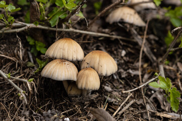 Coprinellus micaceus, commonly known as the mica cap or shimmery cap, is a fascinating mushroom species that is widely distributed across the world. This small and delicate mushroom has a distinctive 