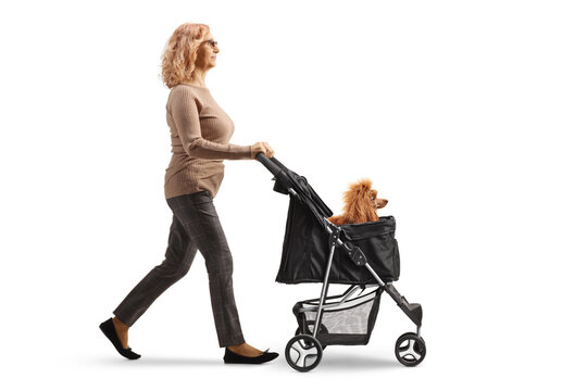 Full Length Profile Shot Of A Mature Woman Walking And Pushing A Poodle Dog In A Stroller