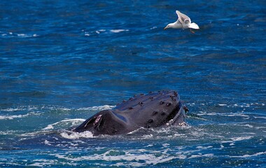 Fototapeta premium Humpback Whale.