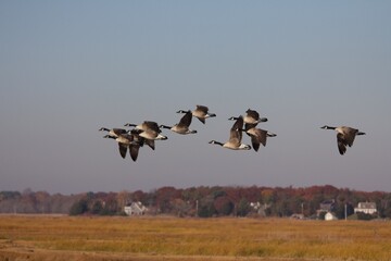 canada geese