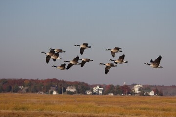 canada geese