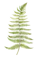 Watercolor illustration of fern. Hand-drawn forest plants isolated on white background. 