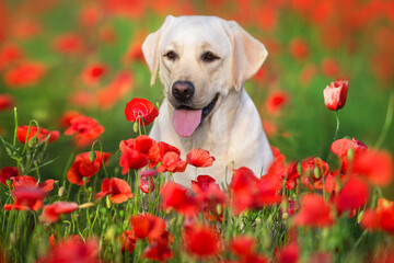 A yellow labrador in the poppy field in Spring