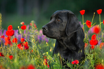 Handsome labrador with poppy flower - 599329683