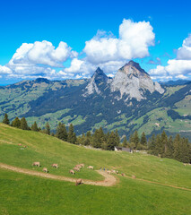 Fototapeta na wymiar Alpine Bliss in Stoos: Grazing Cows, Hikers, and Majestic Mythen Peaks