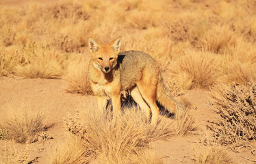 Obraz na płótnie Canvas Friendly Andean Fox Gracing in the Foothill Meadow of Atacama Desert, the Los Flamencos National Reserve, Northern Part of Chile, South America