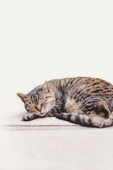 Sleeping Stray cat in the street, on simple background