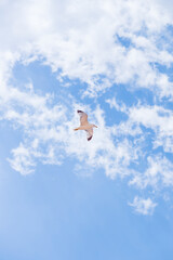 seagull flying in the sky