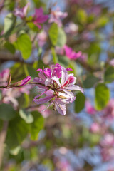 Pink Bauhinia flower blooming. 