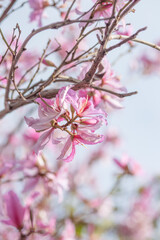 Pink Bauhinia flower blooming. 