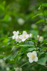 close up of jasmine flowers in a garden.  