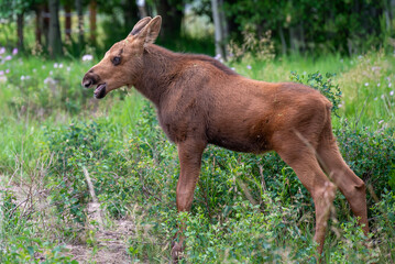 baby moose eating grass