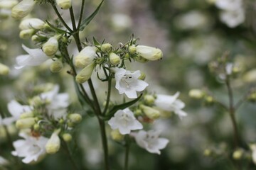 apple tree flower