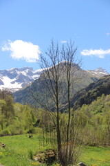 Pyrénées - France