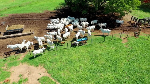 Countryside Landscape At Campinas Sao Paulo Brazil. Animals Livestock. Country Outdoor Exotic Awesome. Exotic Forest Exotic Tropical Nature. Exotic Awesome Sunlight Scenics Nature. Campinas Sao Paulo.