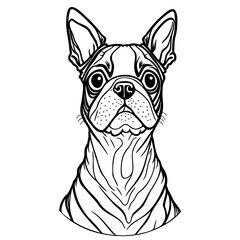 Fototapeta na wymiar Hand drawn vector illustration Boston terrier. Sketch style dog. Animal portrait.