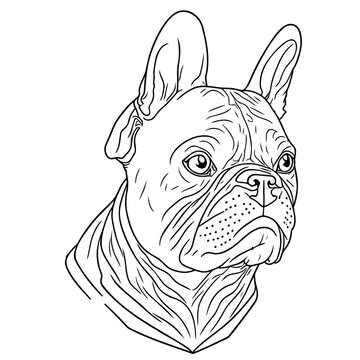 Hand drawn vector illustration  French bulldog. Sketch style dog. Animal portrait.